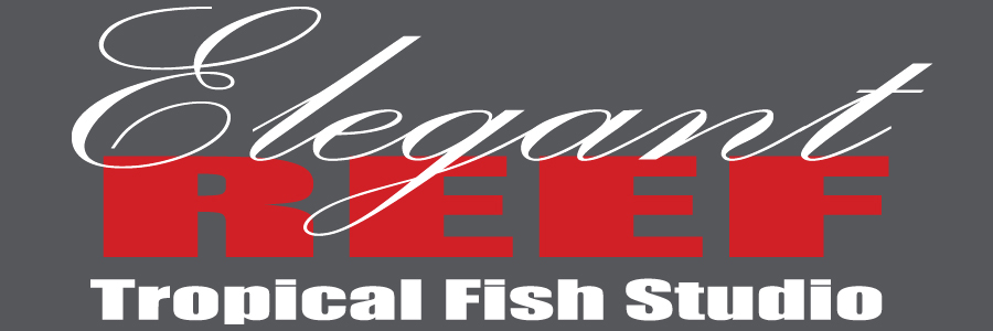 Elegant Reef – Tropical Fish Studio – San Antonio's Premier 