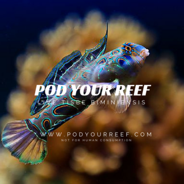 Pod Your Reef Tisbe Pods