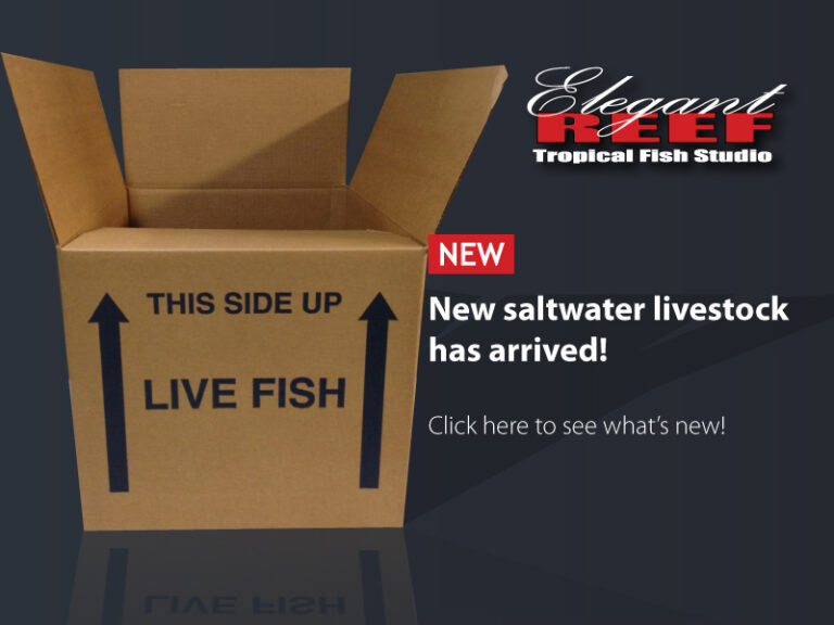 Elegant Reef Tropical Fish Studio San Antonio's Premier Tropical