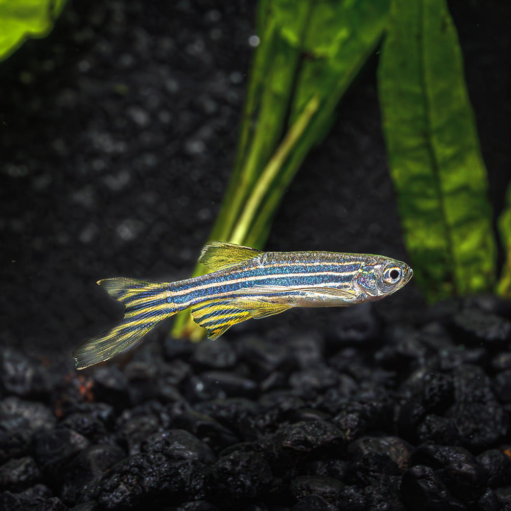 https://flipaquatics.com/cdn/shop/files/FA-Fish-LFZebraDanio-M2W224_1200x.jpg?v=1711725619